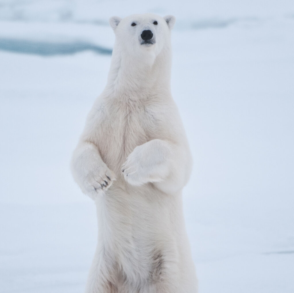 Polar bear